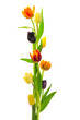 Tulpen 17