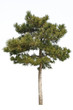 small masson pine small masson pine