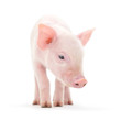 Photo en ligne au meilleur prix Pig