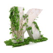 Ivy letter K isolated on white background. Ivy letter K isolated on white background.
