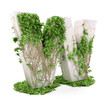 Ivy letter W isolated on white background. Ivy letter W isolated on white background.