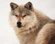 Photo: Wild Beauty Wild Beauty