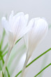 Crocus flowers