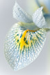Iris flowers