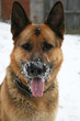 German Shepherd Dog with ice on his head.