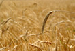 wheat