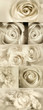 Roses Collage from photos in sepia