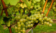 Weinberg in Baden
