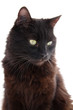 Chat