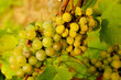 Vine in Baden, Germany