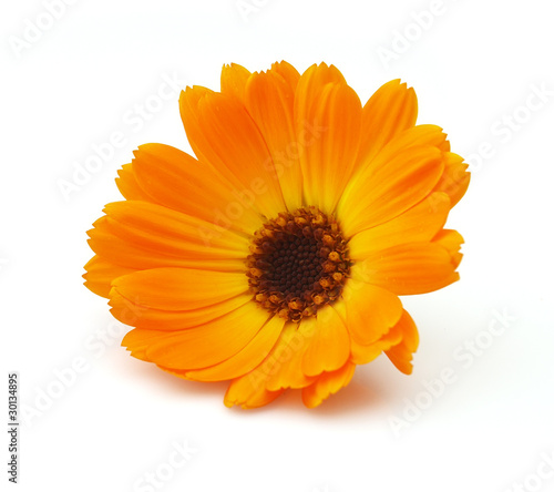 Photo: Marigold Marigold