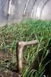 Real greenhouse