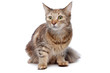 European short haired cat European short haired cat