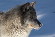 Gray Wolf
