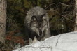 Gray Wolf