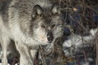 Gray Wolf