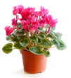 Blossoming plant of cyclamen in flowerpot isolated on white.