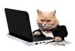 Photo: Red cat sitting on the laptop, dollar Red cat sitting on the laptop, dollar