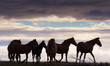 herd of horses grazing in a field herd of horses grazing in a field