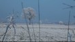 ALBERO NEVE