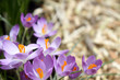 crocuses
