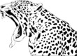 Jaguar yawn