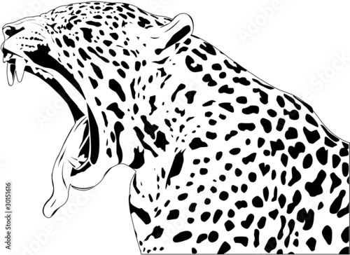 Jaguar on Jaguar Yawn De Jamielamb  Vector Libre De Derechos  30151616 En