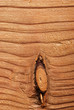 sfondo legno due