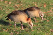 Die Vögel, der Ente, ein Paar