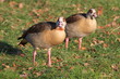 Die Vögel, der Ente, ein Paar