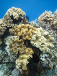 Coral garden Indonesia