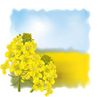 Rape flower on a background field.