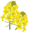 Rape flower (Brassica napus). Vector illustration.