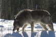 Gray Wolf