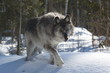 Gray Wolf