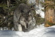 Gray Wolf