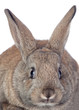 Nice brown bunny