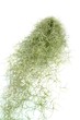 Tillandsias usneoides : Tillandsias usneoides :