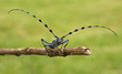 Rare longhorn beetle - Rosalia Alpina - protected beetle
