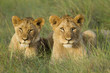 Photo: Two young lion cubs resting on a open grassland. Two young lion cubs resting on a open grassland.