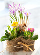 Colorful spring flowers