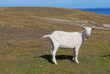 u_ne chèvre à Ouessant