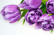 violet tulips