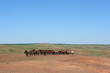 Horse herd grazing on the steppe red clay hills