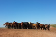 Horse herd grazing on the steppe red clay hills