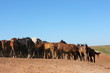 Horse herd grazing on the steppe red clay hills