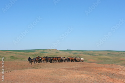 Photo: Horse herd grazing on the steppe red clay hills Horse herd grazing on the steppe red clay hills