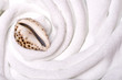 shell on white towels close up