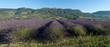 champ de lavande Provencal champ de lavande Provencal