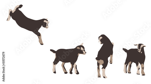 Vector: baby goats - design elements baby goats - design elements